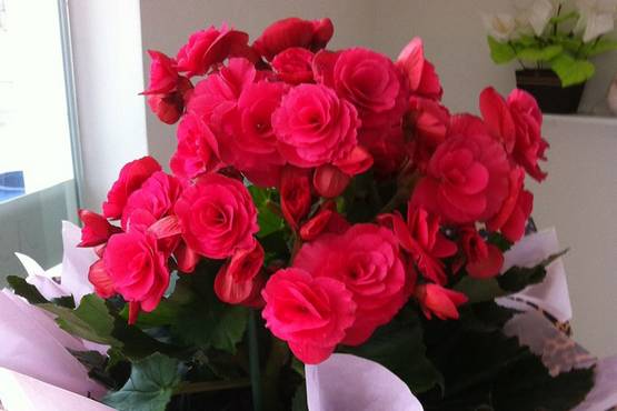 Detalhes florais