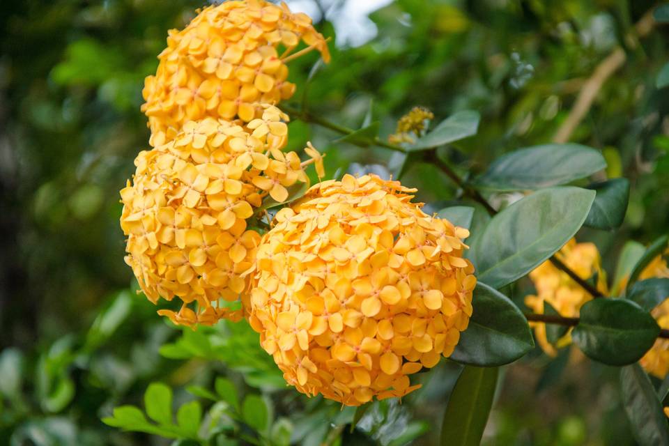 Primavera Flores