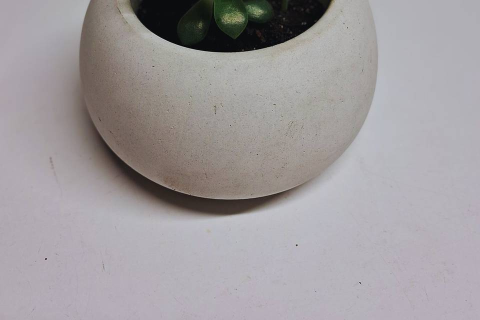 Vaso redondo com suculenta