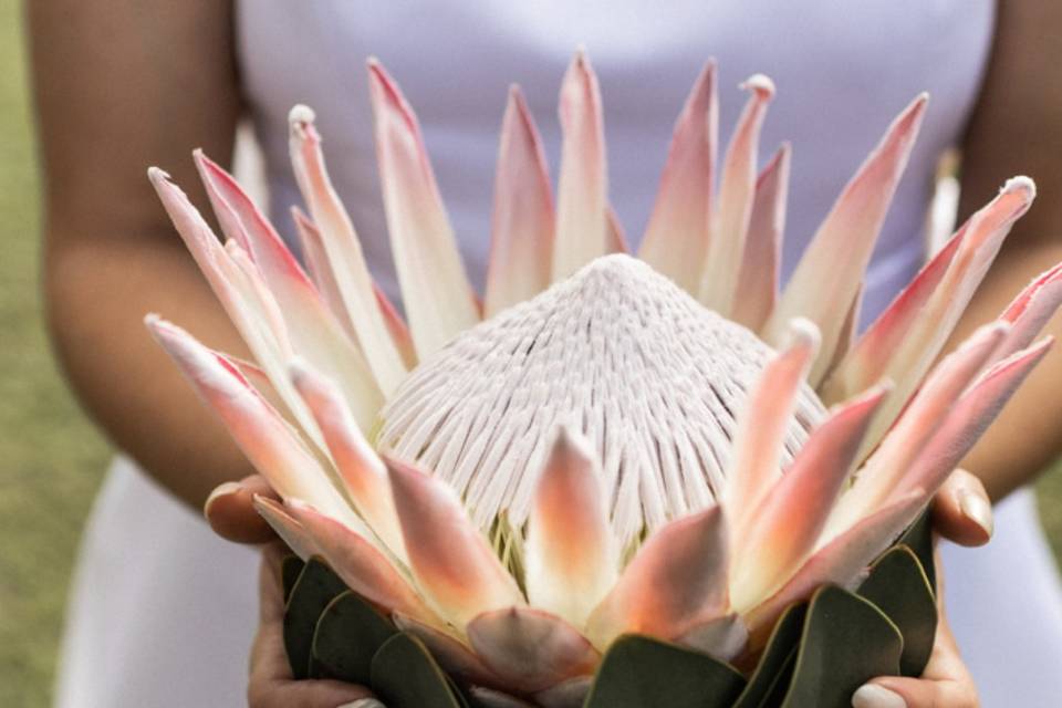 King Protea