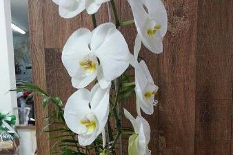 Orquídeas