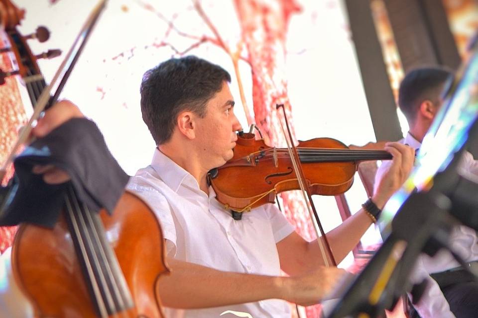 Quarteto de cordas
