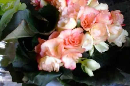 Lindas flores