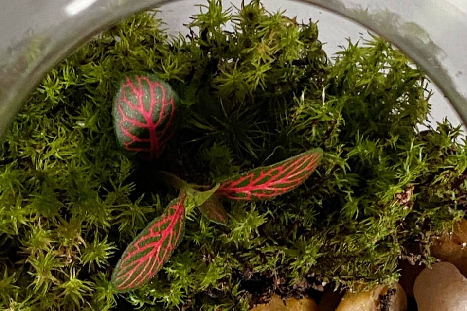Terrários