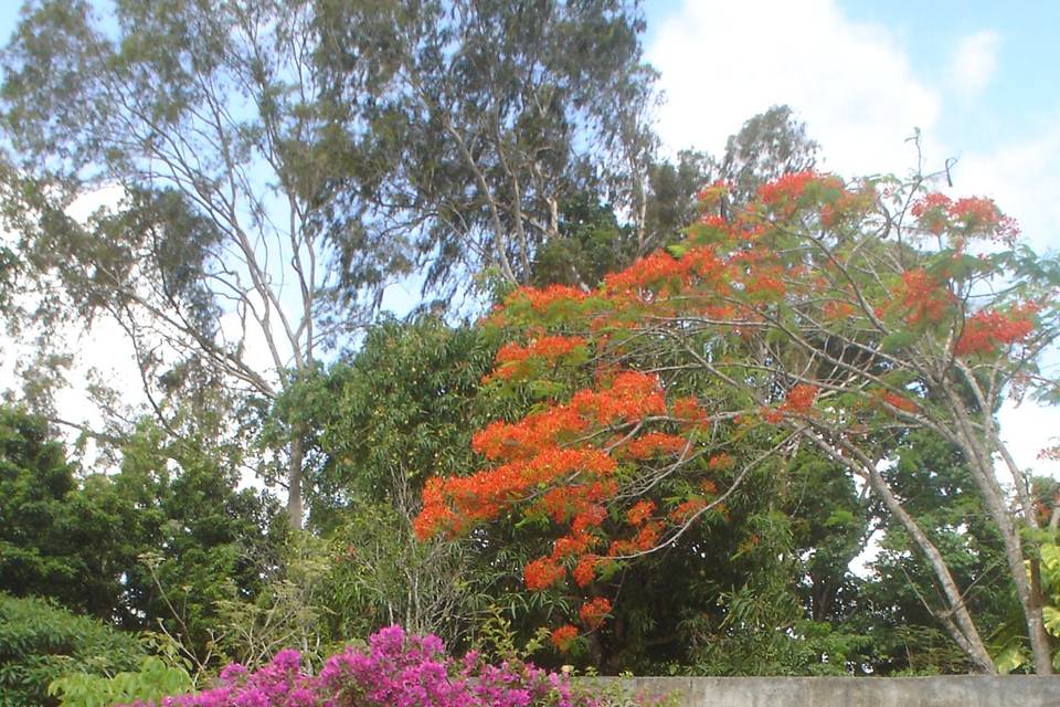 Jardim