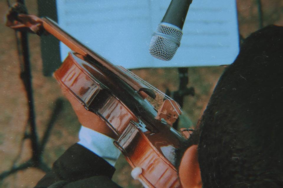 Violino