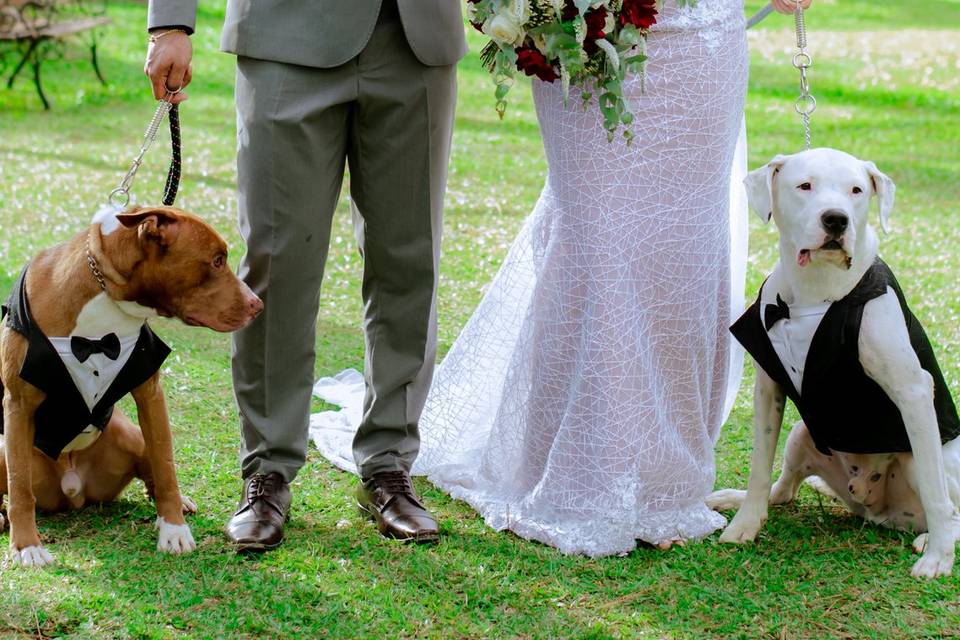 Noivos posando com os cães