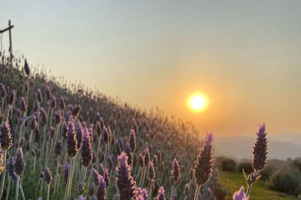 Campo de Lavandas