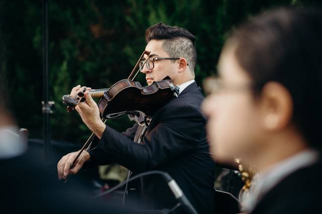 Violino