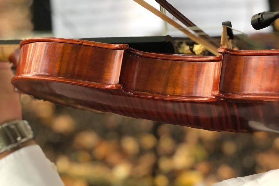 Violino