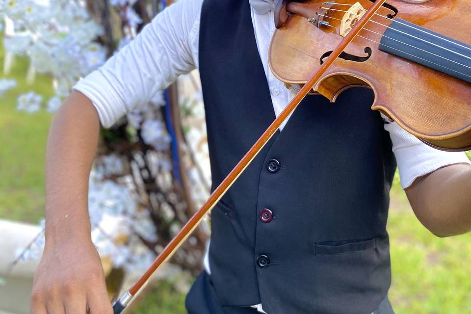 Violino