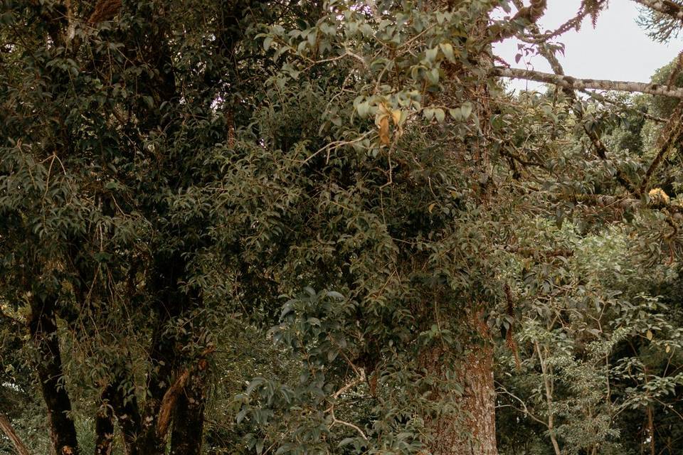 Arbores do bosque