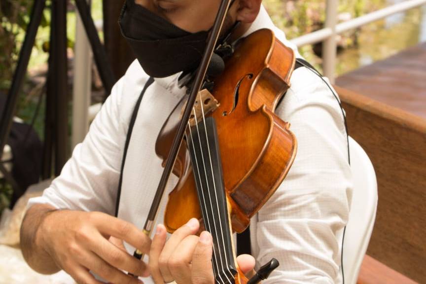 Violino