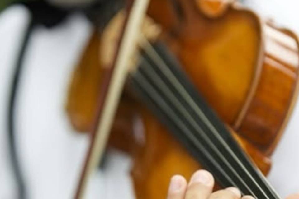 Violino