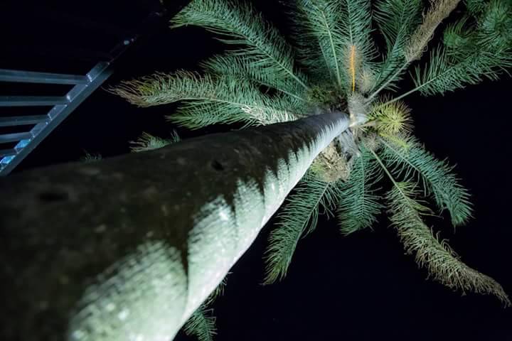 Uma das palmeiras