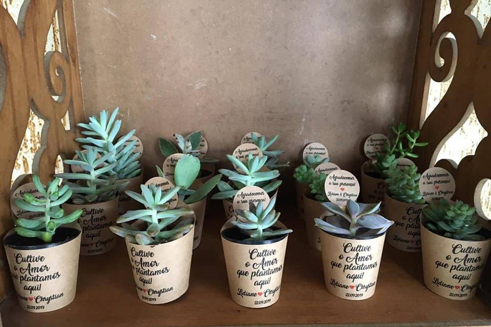 Mini suculentas