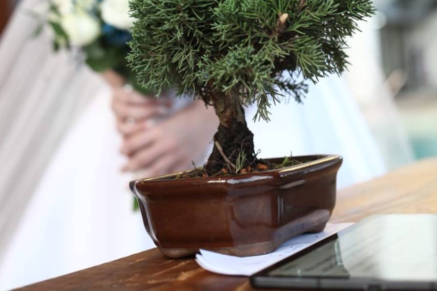 O bonsai como símbolo