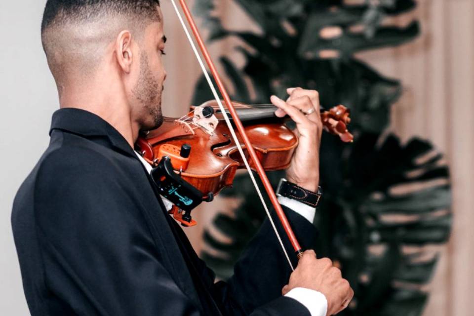Violino