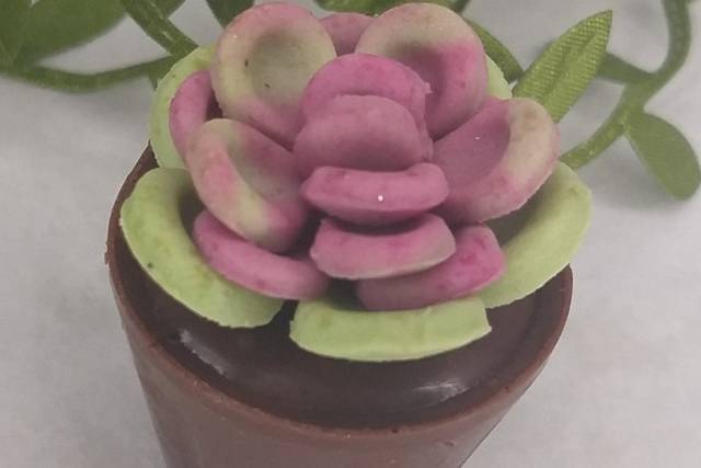 Suculenta