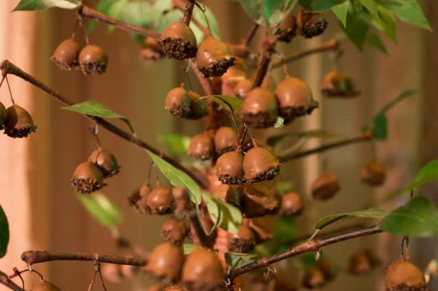 Arvore com frutos de chocolate