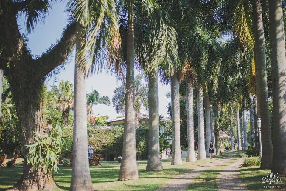 Alameda de palmeiras