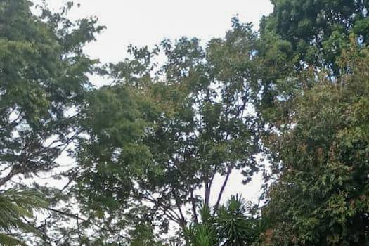 Passarela carpetada
