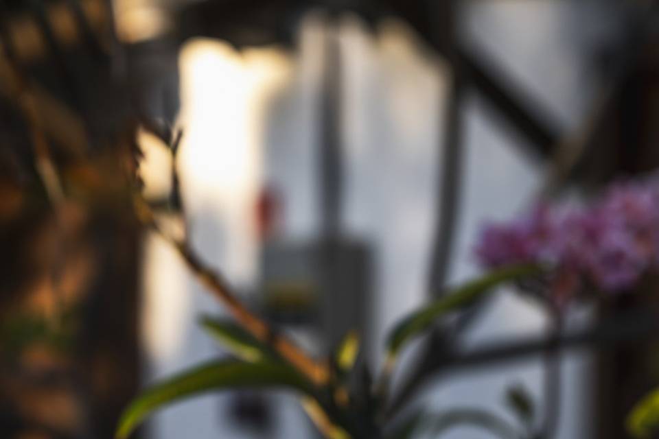 Delicadeza