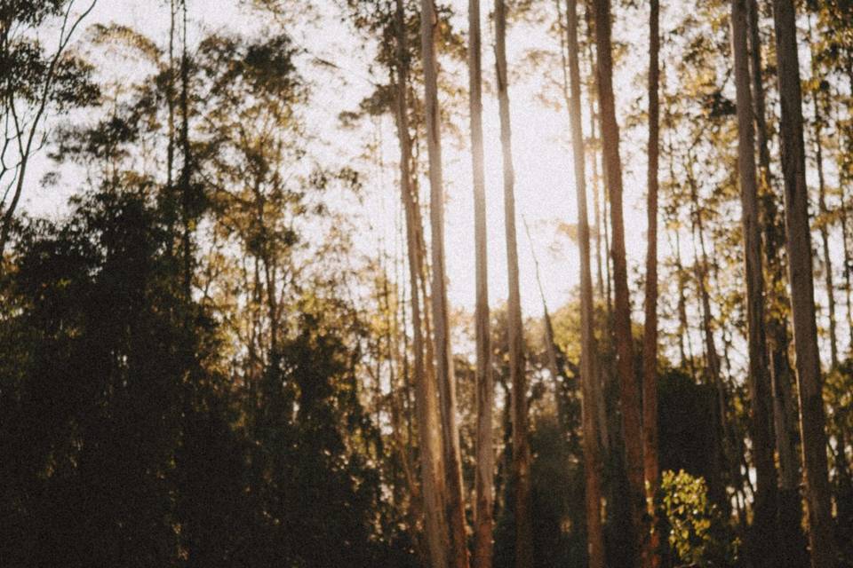 Ensaio Bosque