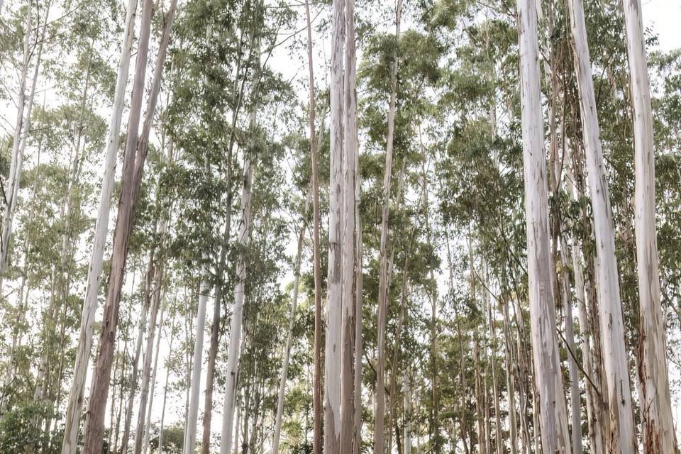 Cerimônia Bosque