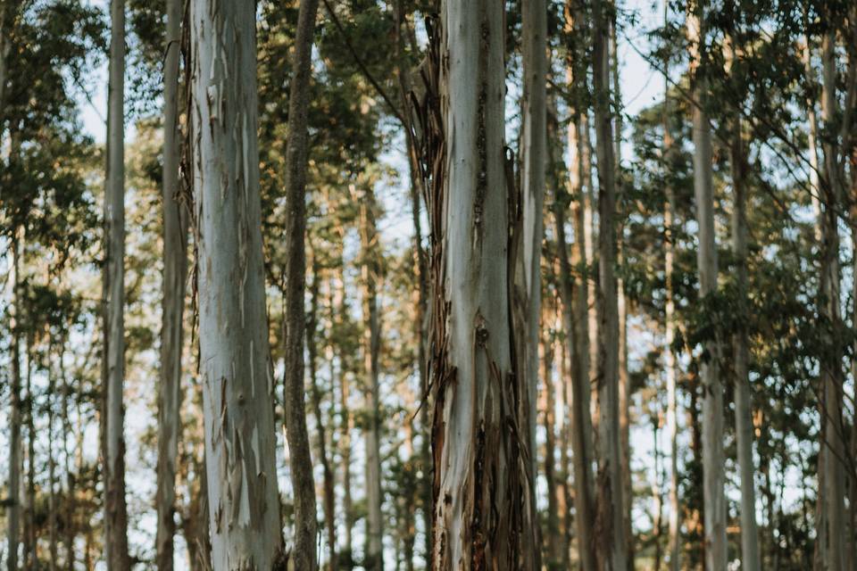 Elopement Minimalista