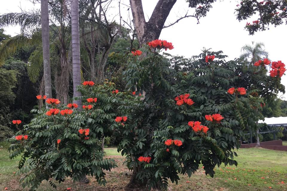 Quinta dos Ipês