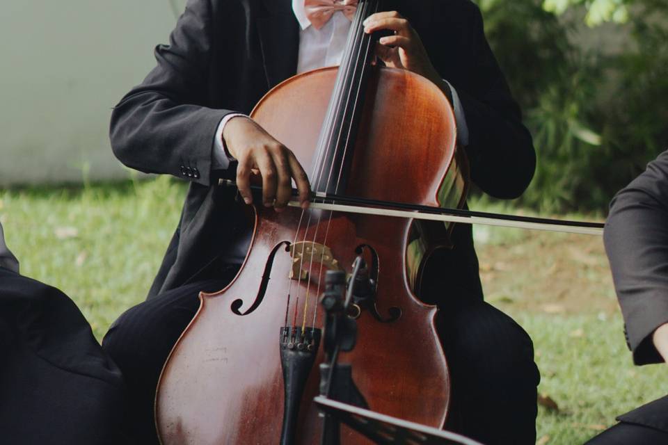 Violoncelo