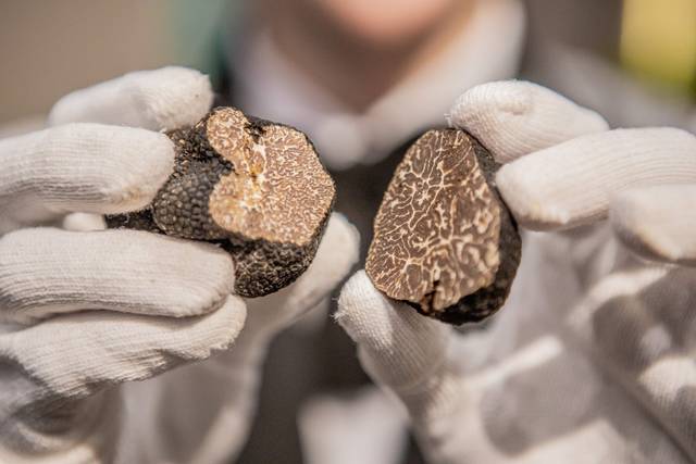Trufas Frescas