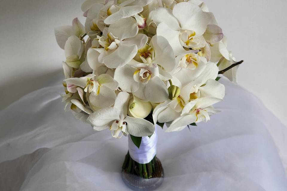 Clássico de Orquídeal