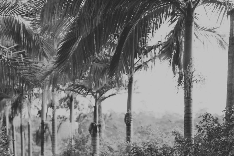 Jardim