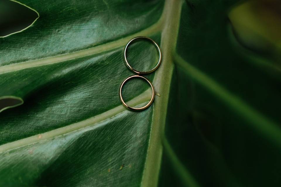 Jardim