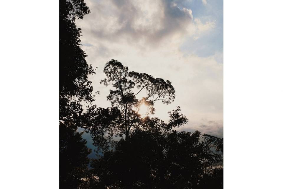 Jardim