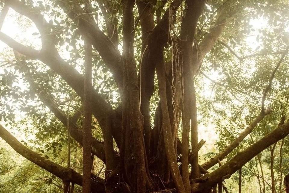 Cerimônia na Árvore Sagrada