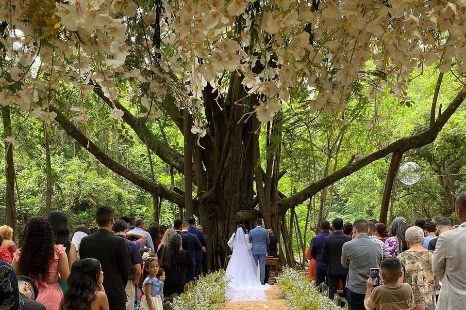 Cerimônia na Árvore Sagrada