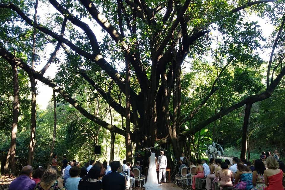 Cerimônia na Árvore Sagrada
