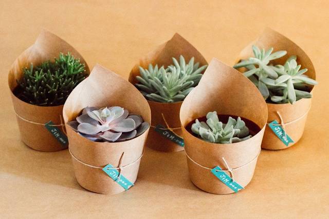 Baby suculentas