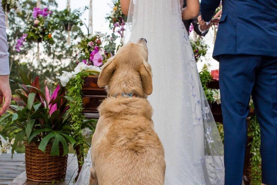 Somos pet friendly