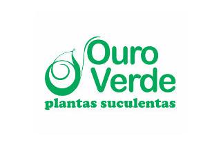 Ouro verde suculentas