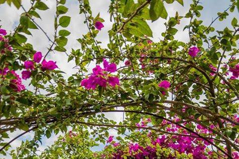 Ponte com primavera para fotos