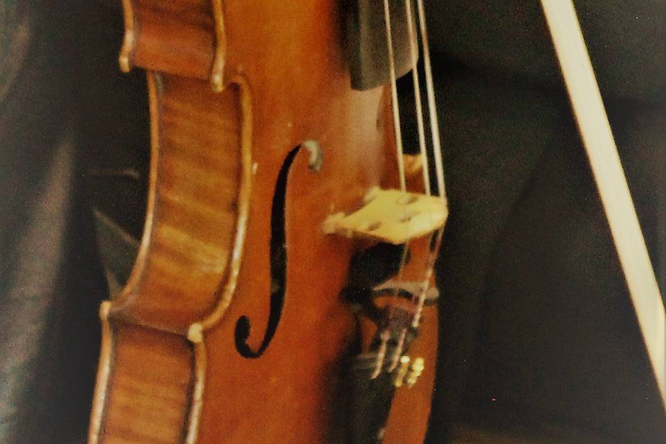 Violino