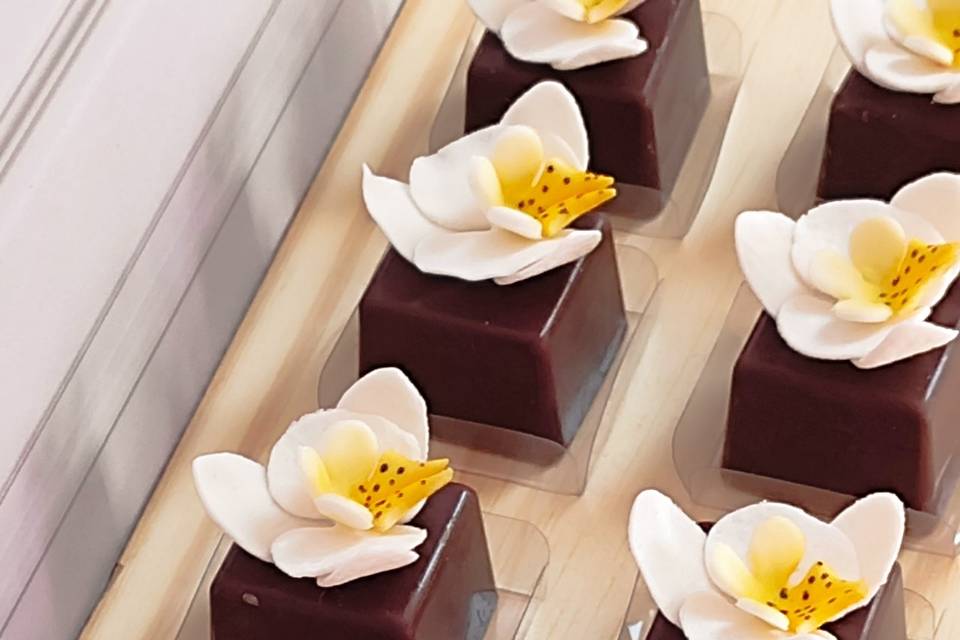 Orquídeas phalaenopsis