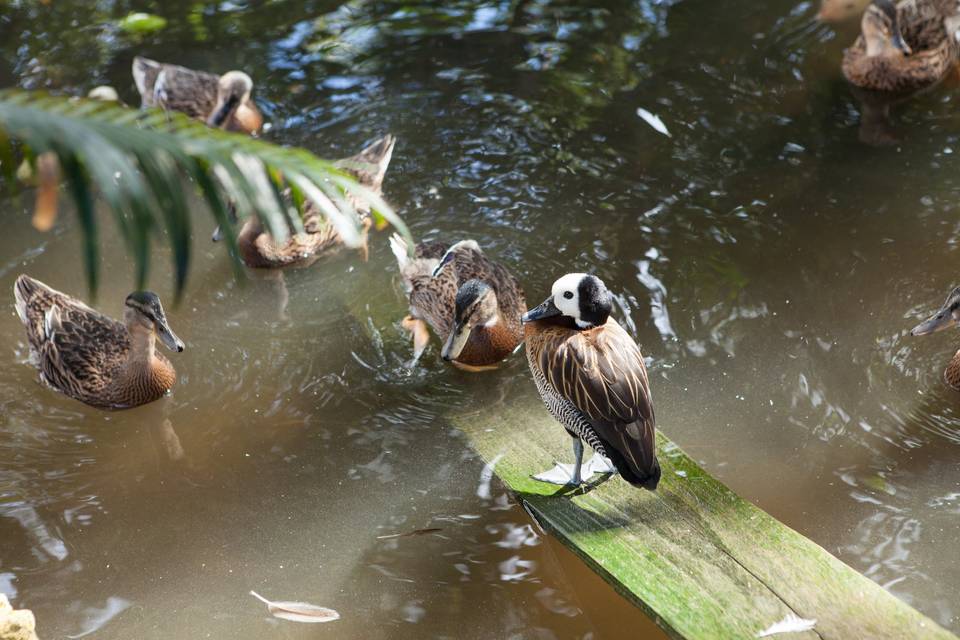 Pousada da Fazenda São João