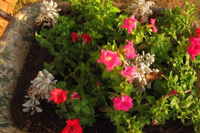 Flores naturais