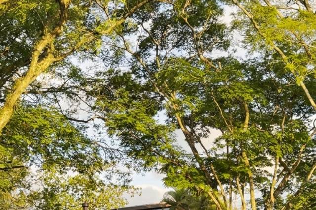 Muita natureza
