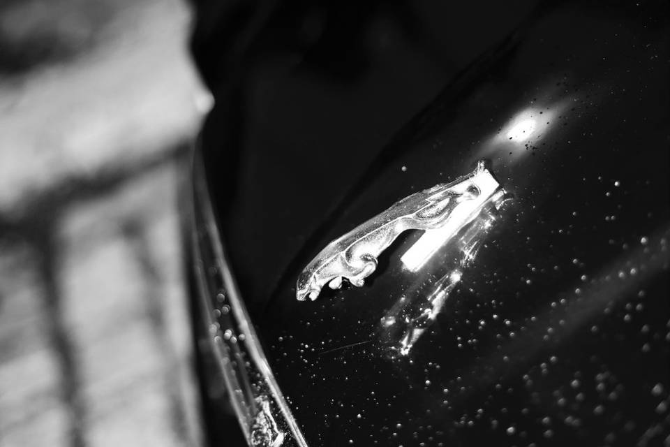Jaguar da Thaís